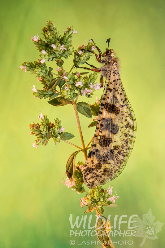 Neuroptera da identificare: Palpares libelluloides (Myrmeleontidae)